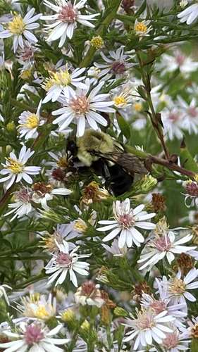 Common Eastern Bumble Bee