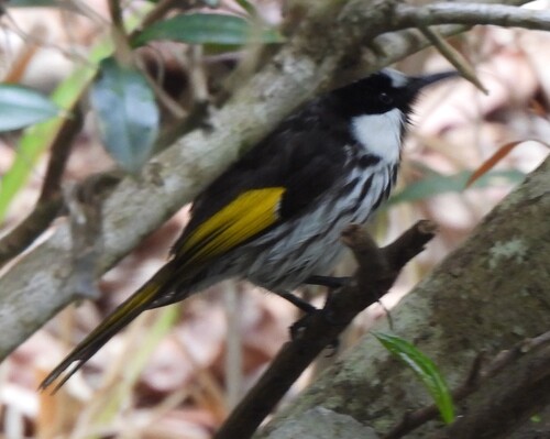 White-cheeked Honeyeater