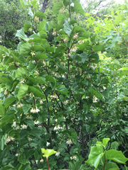 Styrax platanifolius