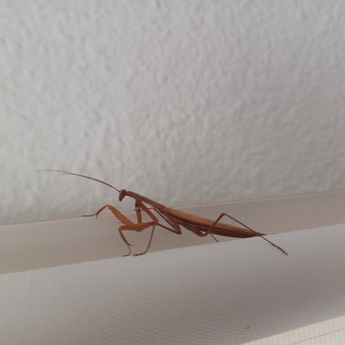 European Mantis