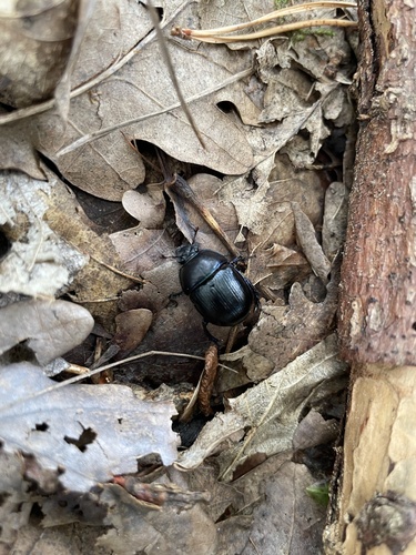Woodland Dor Beetle