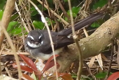 Grey Fantail