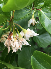 Styrax platanifolius