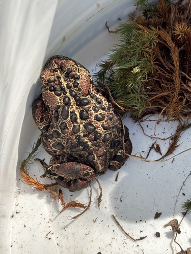Western Toad
