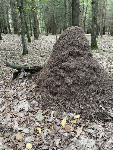 Southern Wood Ant