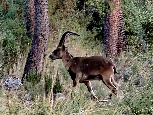 Southeastern Spanish Ibex