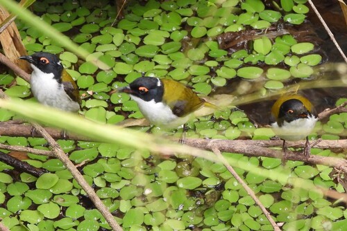 White-naped Honeyeater