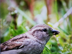 Passer domesticus