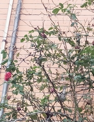 Passer domesticus