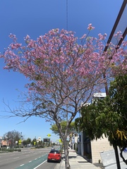 Handroanthus impetiginosus