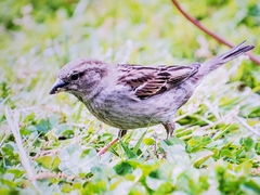 Passer domesticus
