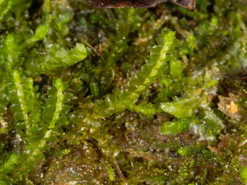 Neoorthocaulis floerkei observed 2026-09-10