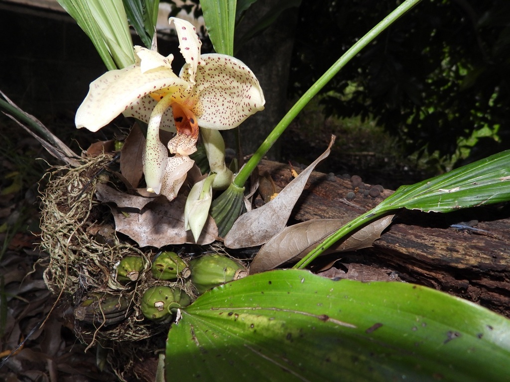 Stanhopea dodsoniana; photograph (c) Neptalí Ramírez Marcial, some rights reserved (CC BY)