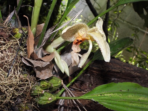 Stanhopea dodsoniana, photograph 2