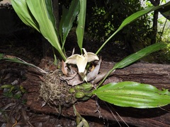 (c) Neptalí Ramírez Marcial, some rights reserved (CC BY) Stanhopea dodsoniana, photograph (c) Neptalí Ramírez Marcial, some rights reserved (CC BY)