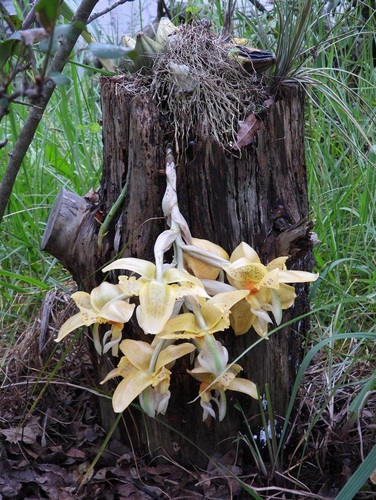 Stanhopea graveolens, photograph 4