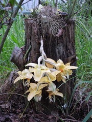 Stanhopea graveolens, photograph (c) Neptalí Ramírez Marcial, some rights reserved (CC BY)