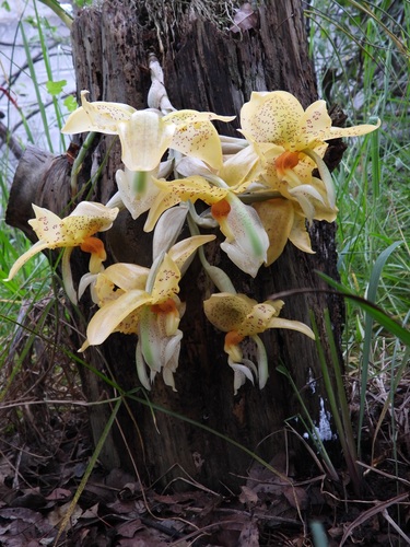 Stanhopea graveolens, photograph 3