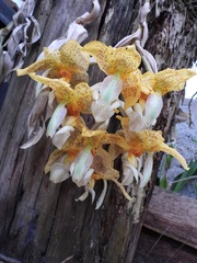 Stanhopea graveolens, photograph (c) Neptalí Ramírez Marcial, some rights reserved (CC BY)