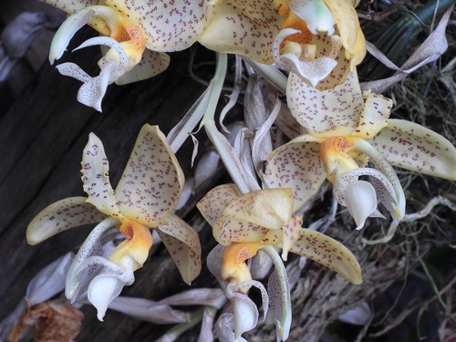 Stanhopea graveolens