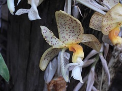 Stanhopea graveolens, photograph (c) Neptalí Ramírez Marcial, some rights reserved (CC BY)