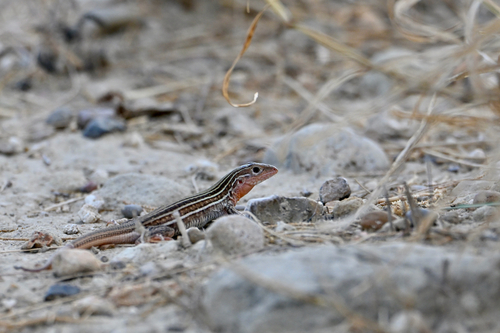 Common Spotted Whiptail