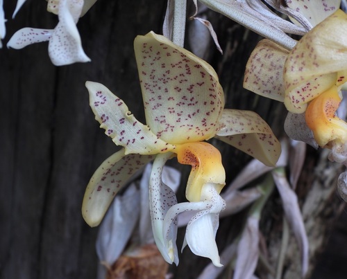 Stanhopea graveolens, photograph 2
