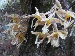 Stanhopea oculata, photograph (c) Neptalí Ramírez Marcial, some rights reserved (CC BY)