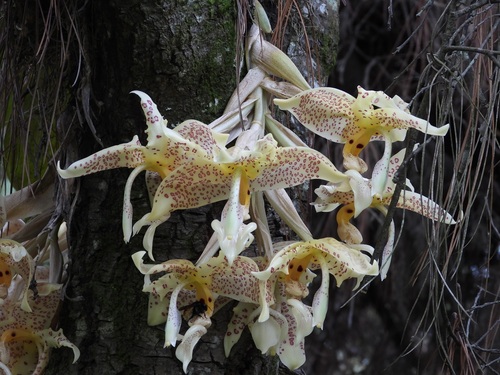 Stanhopea oculata, photograph 3