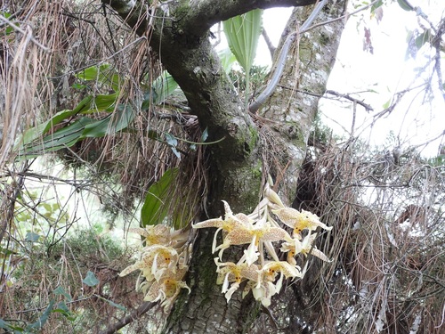 Stanhopea oculata, photograph 4
