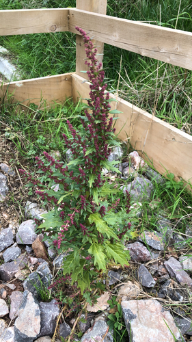 red pigweed