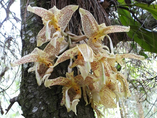 Stanhopea oculata