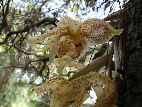 Stanhopea oculata, photograph 1
