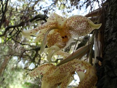 Stanhopea oculata, photograph (c) Neptalí Ramírez Marcial, some rights reserved (CC BY)