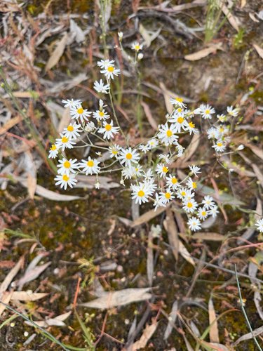 small white sunray