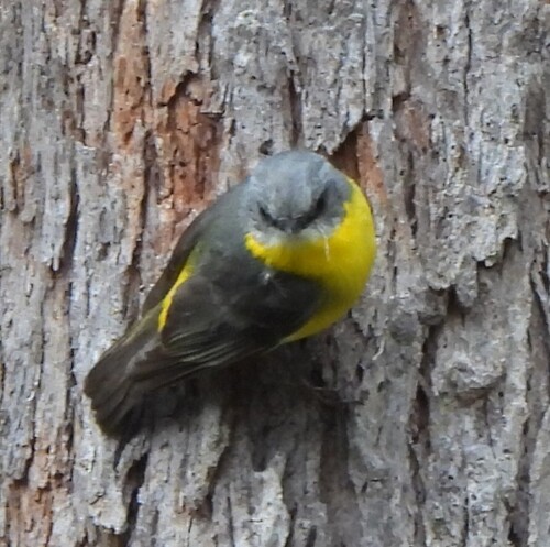 Eastern Yellow Robin