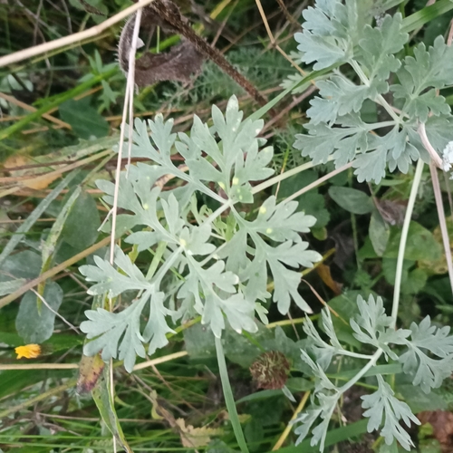 absinthe wormwood
