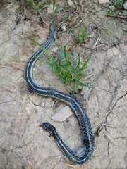 Thamnophis sirtalis