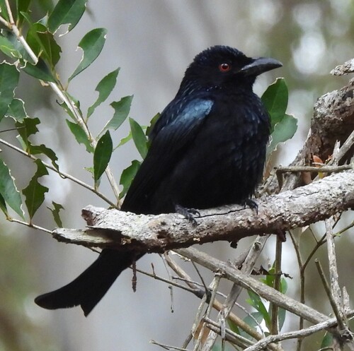 Spangled Drongo