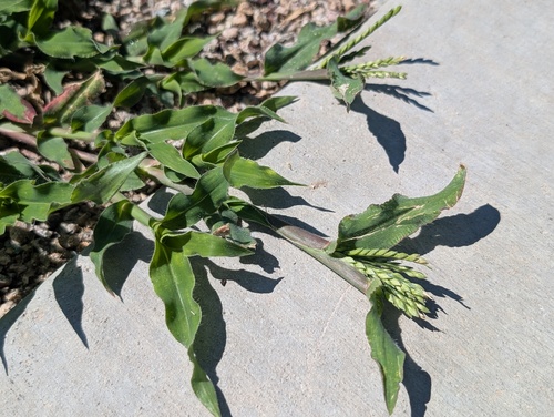 Urochloa panicoides observed 2026-09-18