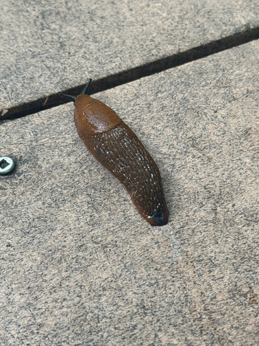 Black Slug