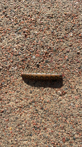 Bedstraw Hawkmoth