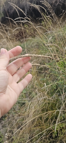 Phleum phleoides observed 2026-09-18