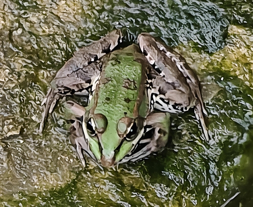 Iberian Green Frog