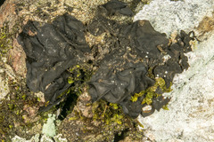 Collema subflaccidum