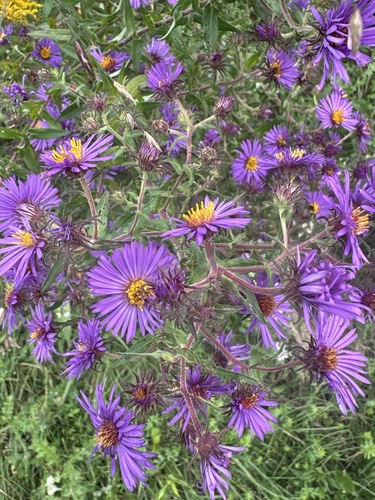 New England aster