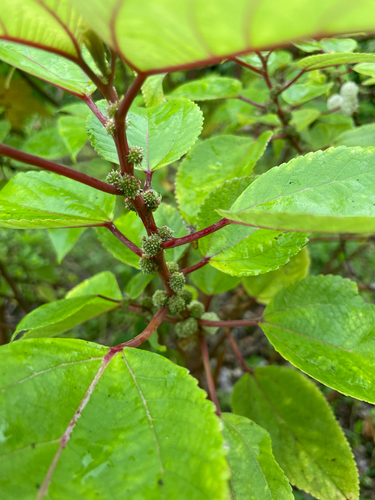 Pipturus albidus observed 2026-09-18