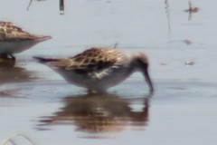 Calidris fuscicollis