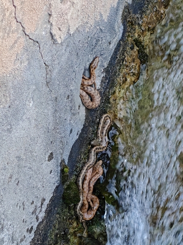 Viperine Snake