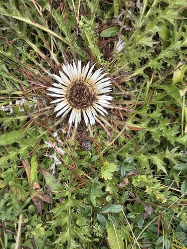 Silver Thistle